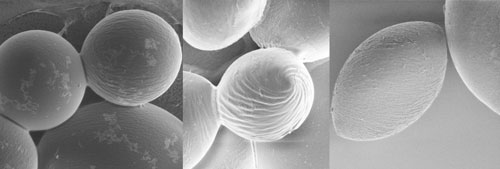 Polymer Scanning Electron Microscopy Images