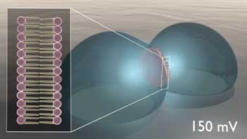 capacitance in a lipid-based biomimetic membrane