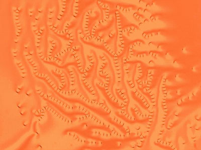 Schools of solitons form a swirling pattern