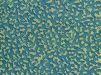 Schools of solitons form into clusters