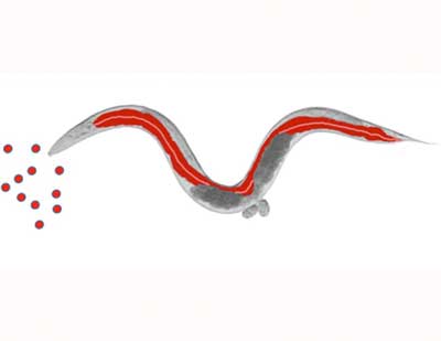 Microscopic picture of C. elegans with schematic nanoparticles (round, red) and the distribution of the nanoparticles after ingestion within the intestine (also red)