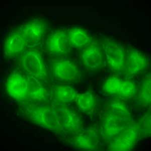 fluorescent dye for cell imaging