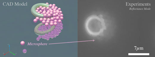 Model of a pair of microtori picking up particles