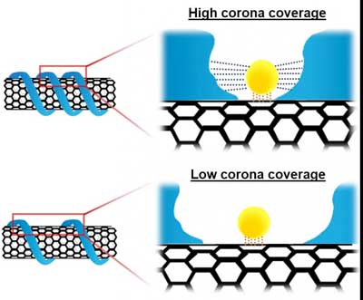 Schematic illustration of probe adsorption influenced by an attractive interaction within the corona