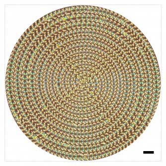 A concentric array of liquid crystal microlenses provides 4D information about objects