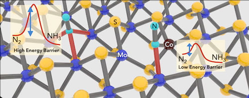 The addition of cobalt atoms to fill vacancies in 2D molybdenum disulfide crystals enhances the material’s ability to catalyze ammonia from dinitrogen