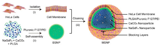 Figure illustrates the formation of the cell-membrane self-assembled nanoparticles
