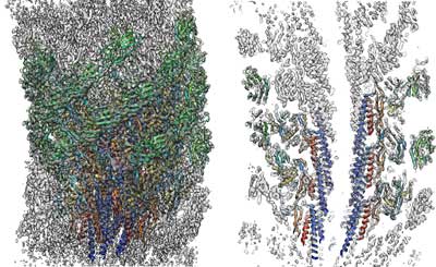 Three dimensional density map and atomic model of the native supercoiled flagellar hook revealed by cryoEM image analysis