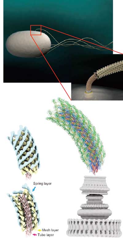 Computer graphic representation of the bacterial cell and flagella (top left) and its hook connecting the motor and filament (top right)
