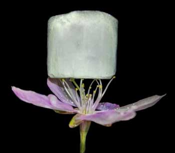 A piece of aerogel resting on a flower, demonstrating its extremely low weight