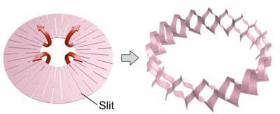 2D donut shape (left: before deformation) and 3D cylindrical shape (right: after deformation)