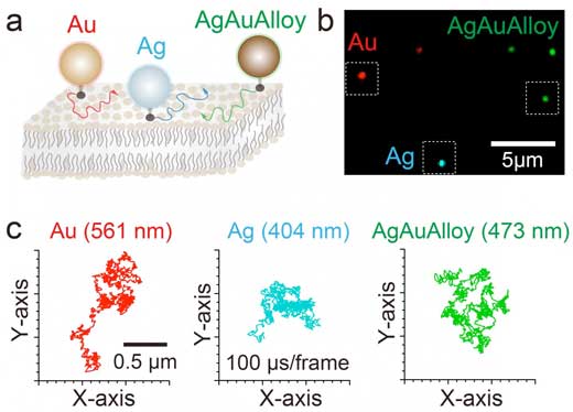 The use of gold, silver and gold-silver alloy nanoparticles allows high-speed/high-precision multicolor imaging