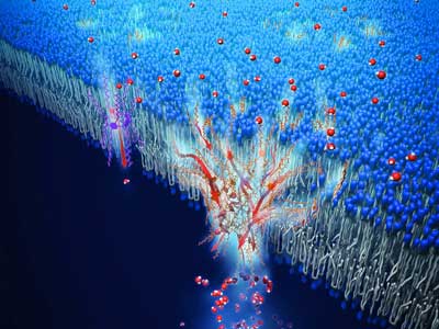 cCluster-forming PAH[4] channels