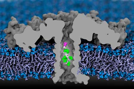 a portion of a protein moves through an aerolysin nanopore