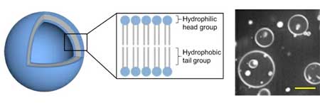 Model of 3D vesicles