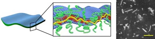 Model of 2D nanosheets