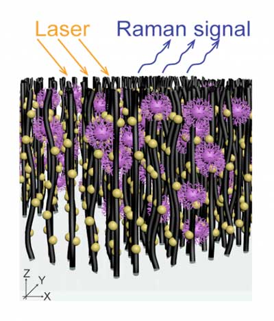 A carbon nanotube array decorated with gold nanoparticles captures virus molecules