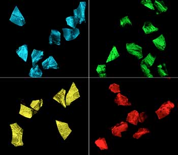 fluorescent silk microparticles