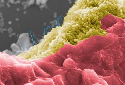 Bacteria cells (red) on a programmable composite of silica nanoparticles (yellow) and carbon nanotubes (blue)