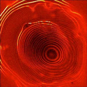Image of a novel system of coupled quantum dots taken with a scanning tunneling microscope shows electrons orbiting within two concentric sets of closely spaced rings, separated by a gap