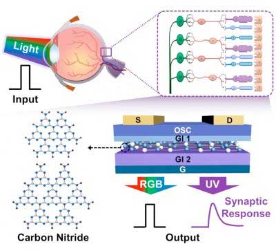 comparison between a biological retina and an artificial photo-sensitive neuromorphic device