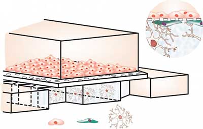 blood-brain barrier on a chip