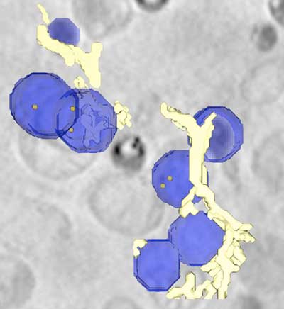 Lipid droplets (blue), containing nanoparticles (orange dots)