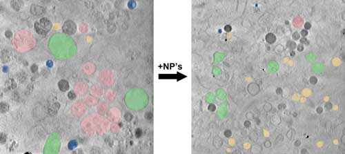 After the uptake of nanoparticles into the cell, there are fewer lipid droplets (blue) and multivesicular bodies and instead more mitochondria (green) and endosomes (yellow)