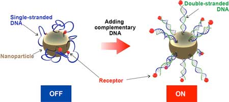 Adding a complementary DNA strand activates the receptors on the nanoparticle surface