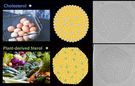 Gene-infused nanoparticles used for combating disease