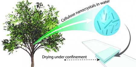 The combination of plant-based particles and water forms an eco-friendly super-glue