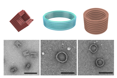 three distinct DNA nanostructures, including a C-shaped and two barrel-like structures