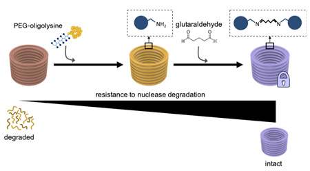 This diagram explains how first coating DNA nanostructures with PEG-oligolysines, and then chemically cross-linking distinct PEG-oligolysines with glutaraldehyde