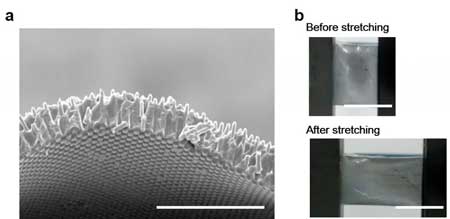 Stretchable and colorless freestanding microwire arrays for transparent solar cells with flexibility