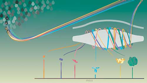 Single molecules of proteins or virus-like particles rotating around the Orbitrap analyzer to determine their exact mass