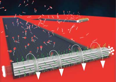 Sixteen strands of DNA, stacked four-by-four, form the beam-shaped 'chassis' of the DNA motor (in gray)