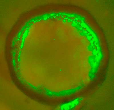 Cross-section of a bioprinted tubular structure with endothelial cells (green) on and embedded within the wal