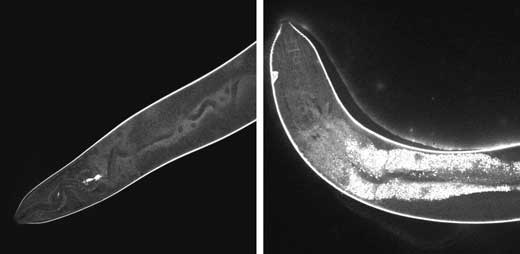 High-resolution confocal images show the effects of light-activated molecular drills on cells inside a worm