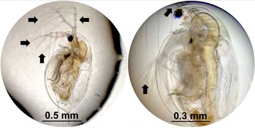 Daphnia, a species of plankton, were exposed to molecular machines