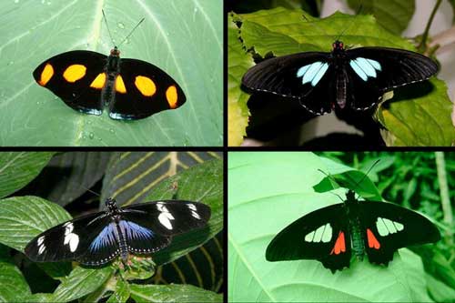 Clockwise from top left: Catonephele numilia, Parides iphidamas, Heliconius doris, Parides sp