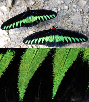 Zoom in to a butterfly’s wing, and you’ll see layers of delicate scales