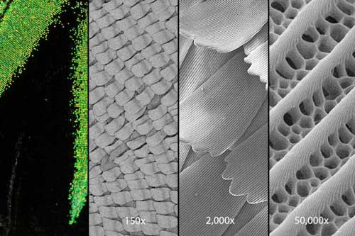 A close-up look at the wings of the Rajah Brooke's birdwing butterfly with a scanning electron microscope reveals tiny structures in their wing scales that trap light so that virtually none escapes.
