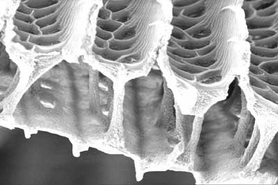 Scanning electron micrograph of the spongy interior of a butterfly wing scale at 20,000x magnification