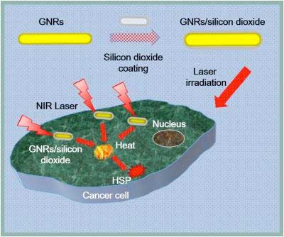 The nano island system with well dispersed silica coated Au nanorods (Si-AuNRs) was used to demonstrate the enhanced the cell growth of normal and cancer cells from the induced expressions of the heat shock proteins