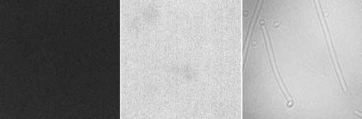 electron microscopy images of biomolecule