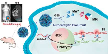 A Smart, Autocatalytic, DNAzyme Biocircuit for In Vivo, Amplified, MicroRNA Imaging