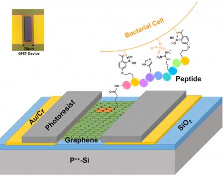 Graphene Field Effect Transistor (G-FET)