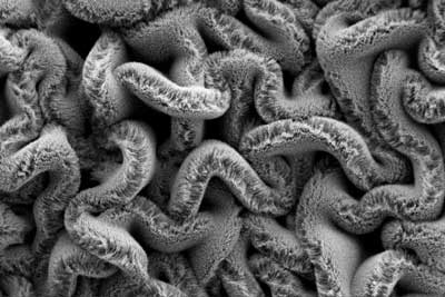 Carbon Nanotube Spaghetti