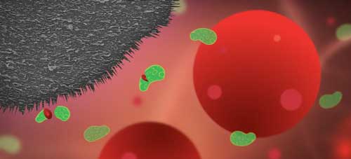 The nanoplatelets on the surface of the implants prevent bacterial infection but, crucially, without damaging healthy human cells, which are around 25 times larger