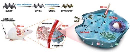 Schematic illustration of the preparation of the BPNS-GNBP nanocomposite and LSPR-enhanced PDT-PTT